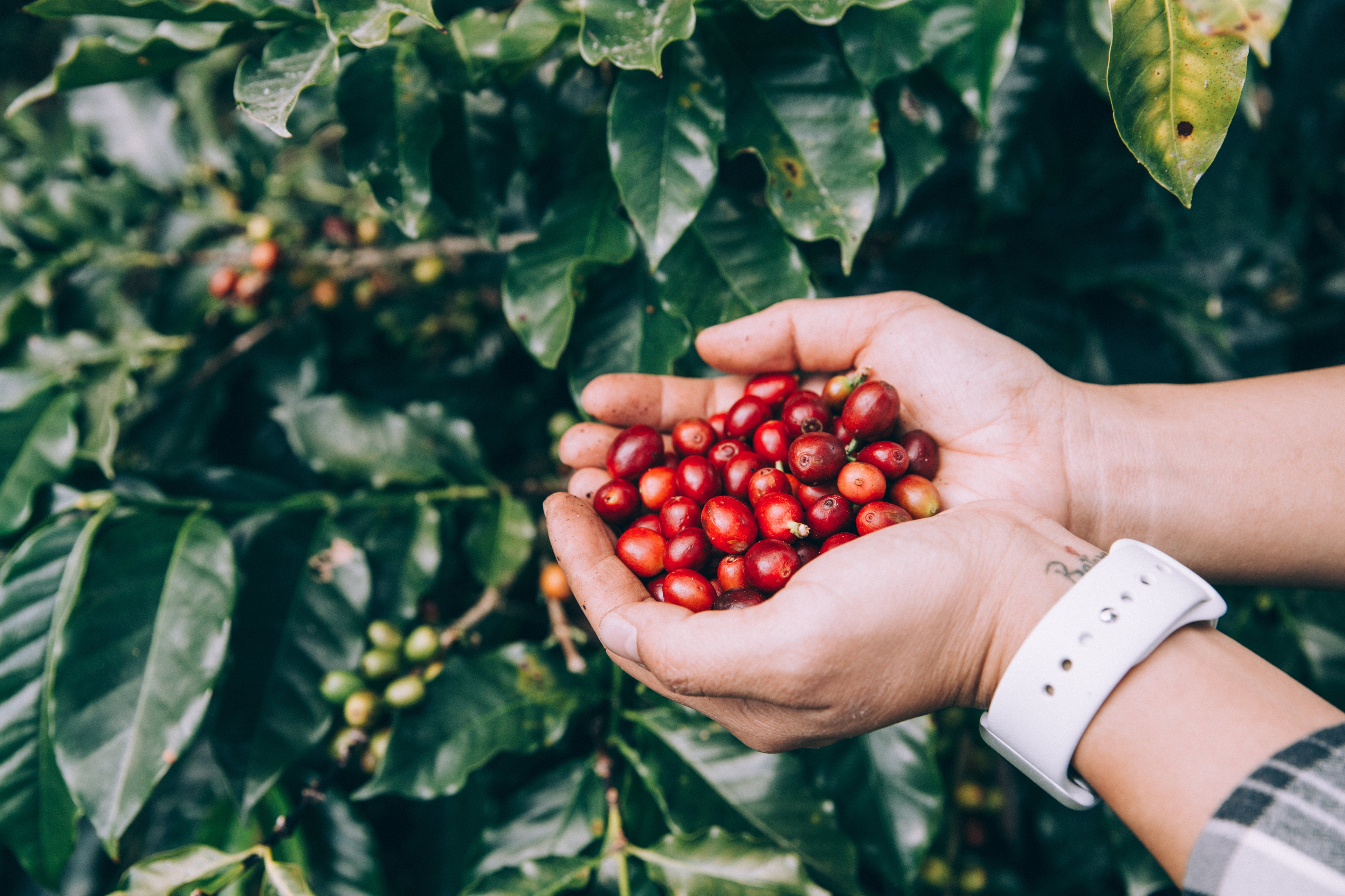 holding fresh red coffee beans harvested from a coffee plant