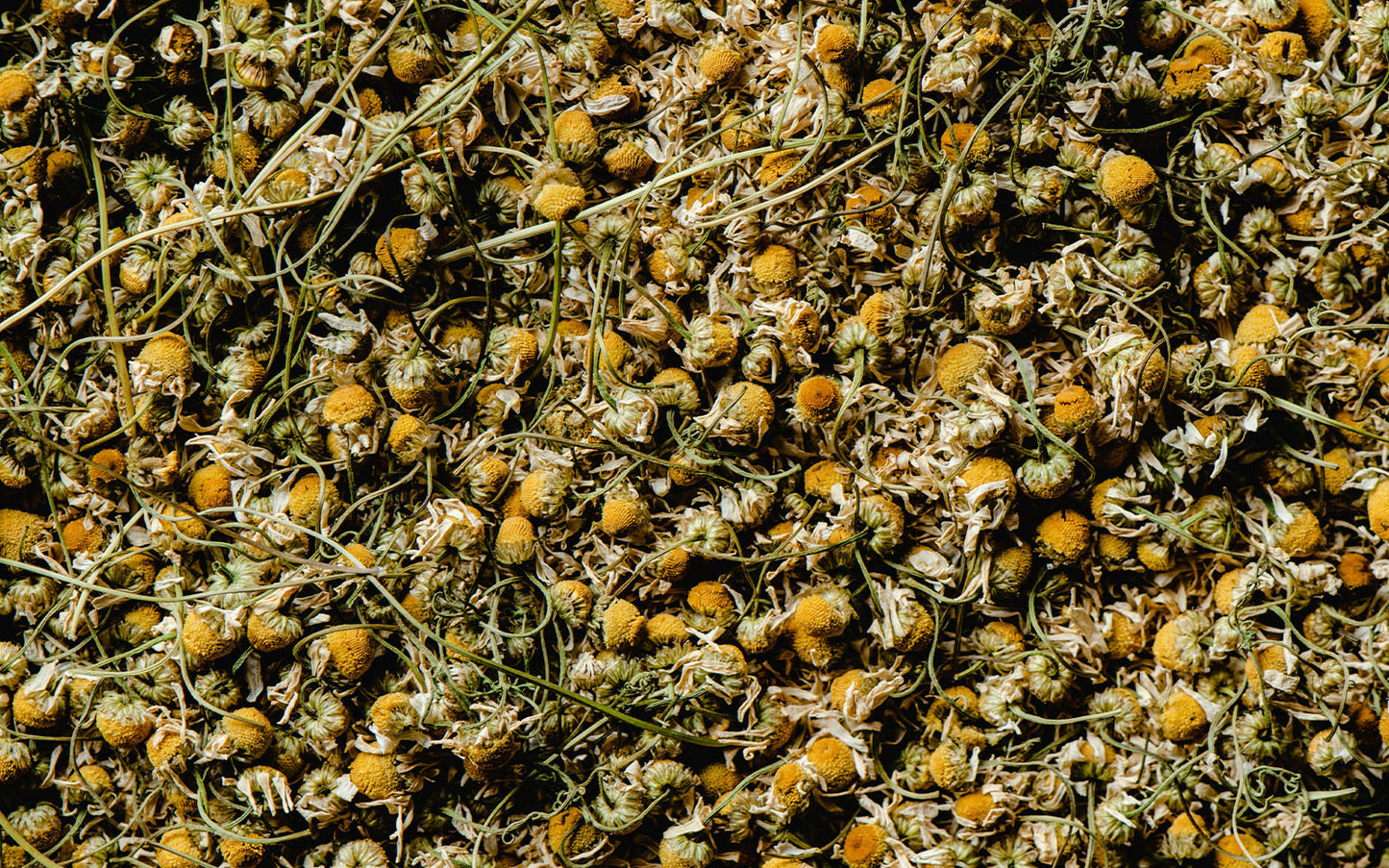 Close-up of dried chamomile flowers with a brown background